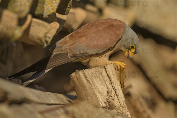 Lesser Kestrel