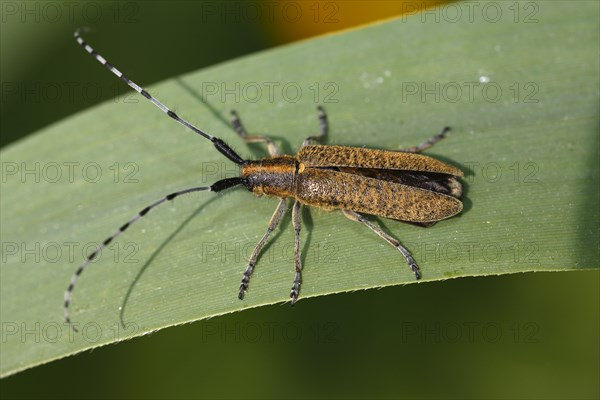 Golden-bloomed grey longhorn bee