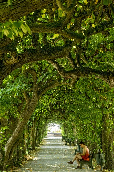 Lime tree arcade