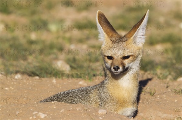 Cape Fox