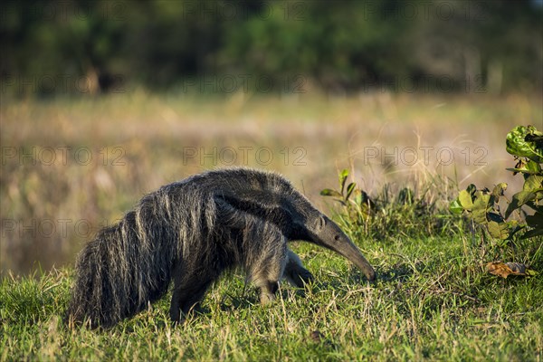 Giant anteater