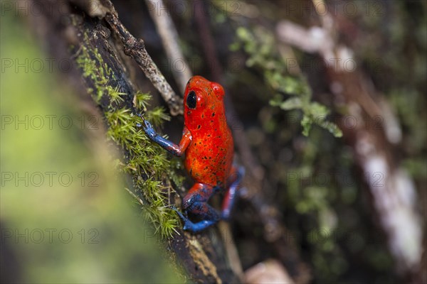 Strawberry poison-dart frog