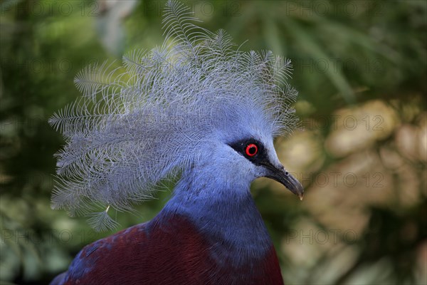 Southern Crowned Pigeon