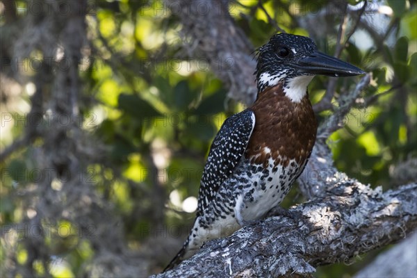 Giant kingfisher