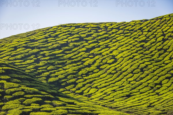 Hill with tea plantations