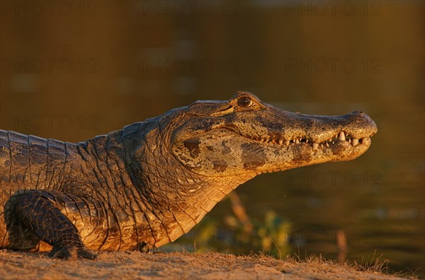 Spectacled caiman