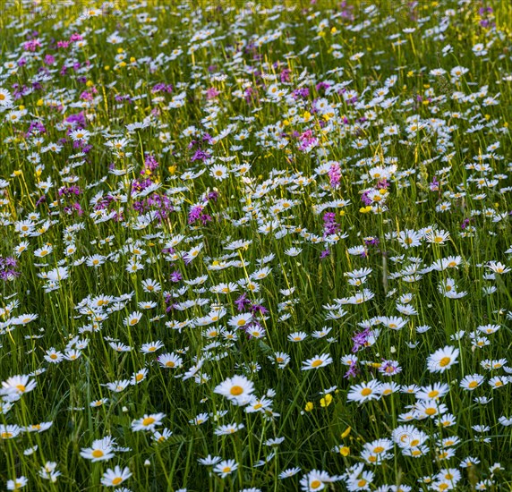 Sea of blossoms