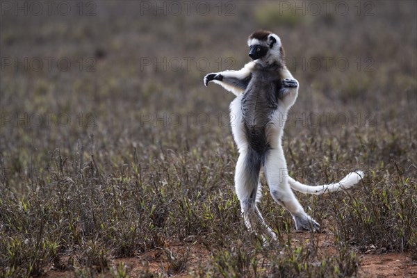 Dancing Verreaux's sifaka