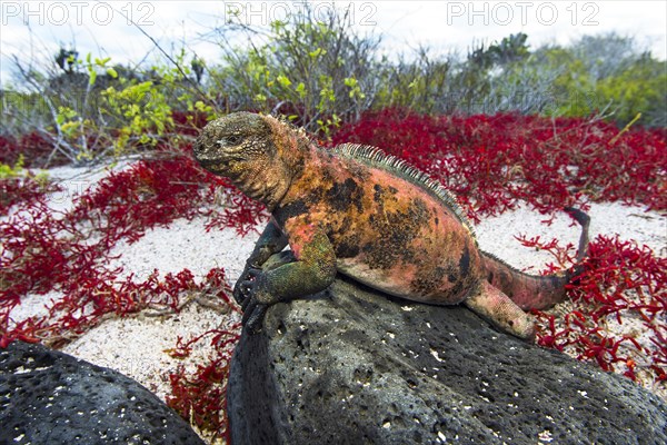 Marine iguana