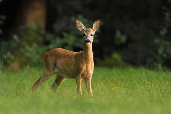 Roe deer