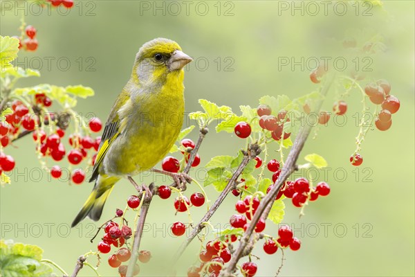 Greenfinch