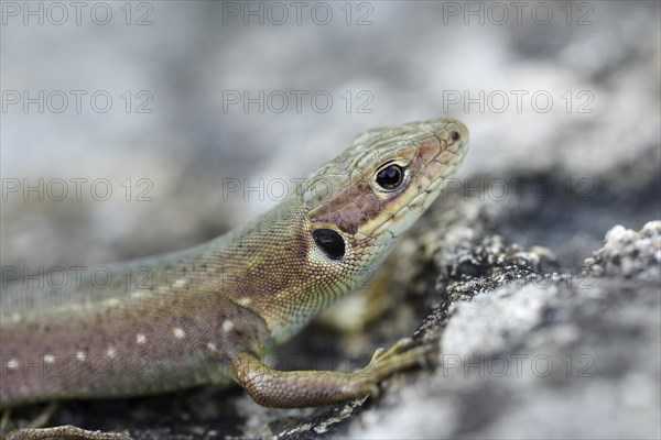 Viviparous lizard