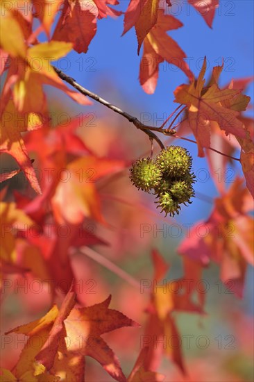 American sweetgum