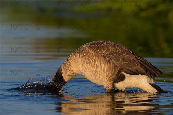 Canada Goose