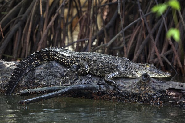 Saltwater crocodile