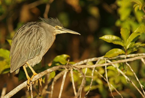 Green Heron