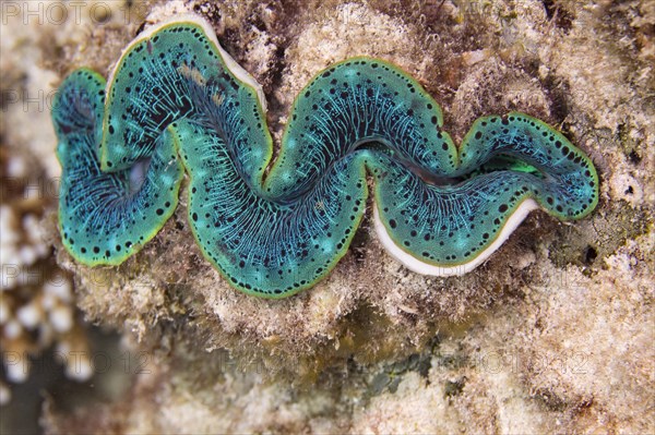 Maxima clam