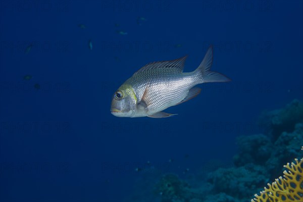 Bigeye Emperor or Humpnose big-eye bream