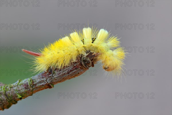 Pale Tussock Moth