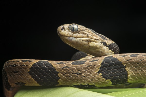 Andean Snail-eater