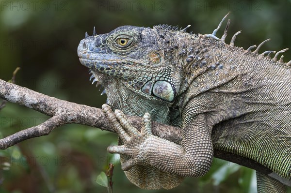 Green Iguana