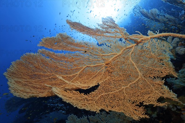 Giant sea fan