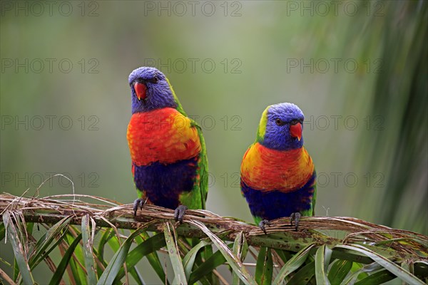 Rainbow Lorikeet