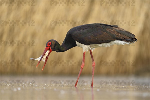 Black stork