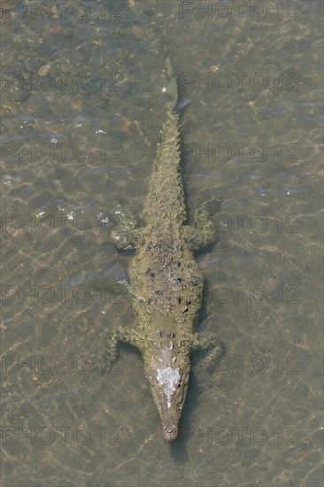 American crocodile