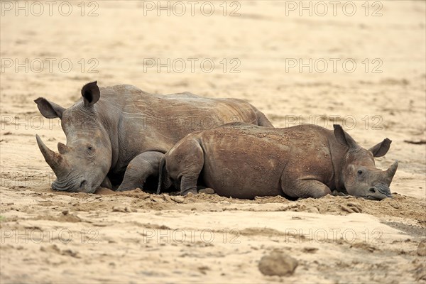 White rhinoceroses