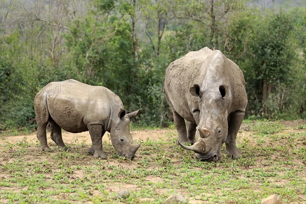 White rhinoceroses