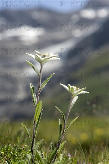 Alpine Edelweiss