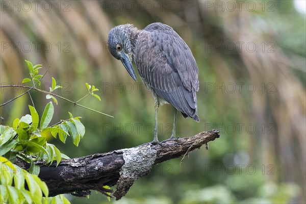 Young crab heron