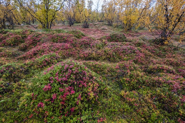 Autumnal forest floor