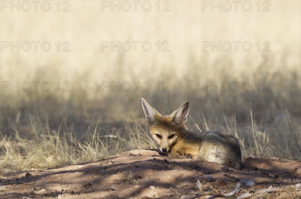 Cape Fox