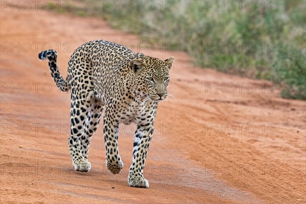 Leopard