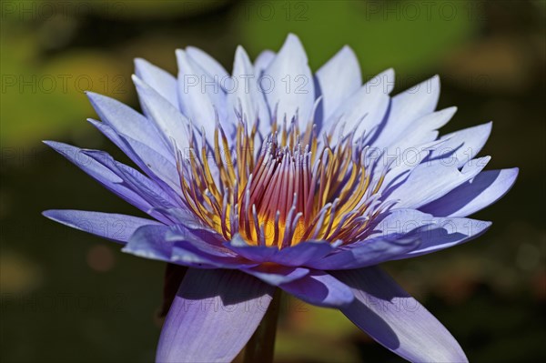 Blue Lotus