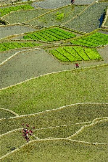 Rice terraces of Banaue