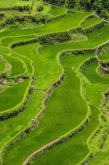 Bangaan in the rice terraces of Banaue