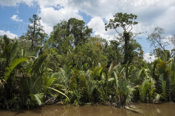 Dense embankment with palm trees