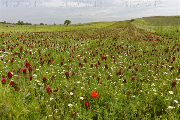 Flowering crimson clover field