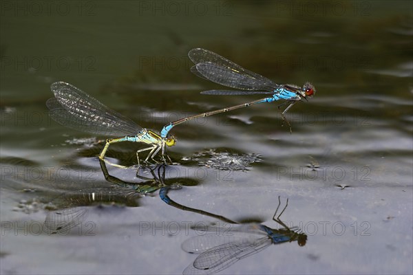 Small red-eyed damselflies