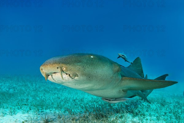 Nurse shark