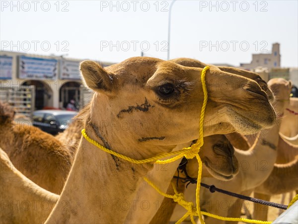 Arabian camel