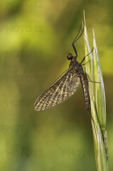 Mayfly