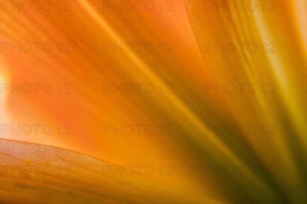 Daylily