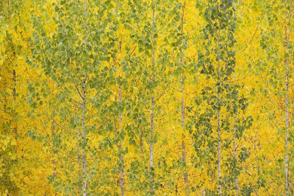 Yellow aspens