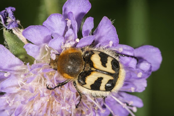 Bee beetle