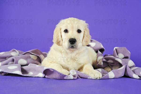 Golden Retriever Puppy lying under polka-dotted blanket