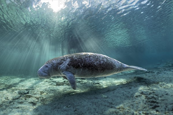 West Indian manatee